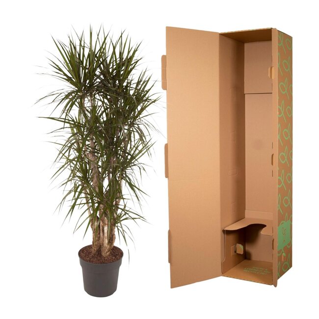 Dracaena Marginata vertakt - 160 cm - ø34