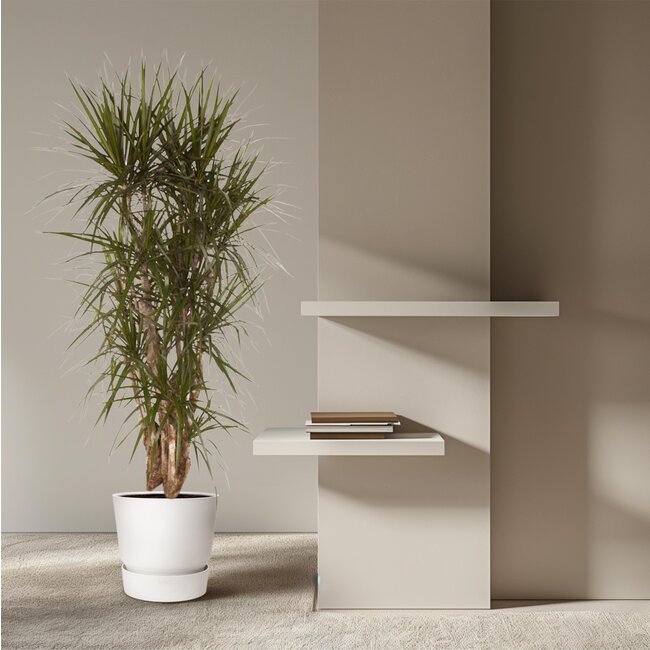 Dracaena Marginata vertakt - 160 cm - ø34