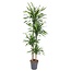 Dracaena Riki - 180 cm - ø27
