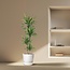 Dracaena Riki - 180 cm - ø27