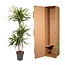 Dracaena Riki - 140 cm - ø24