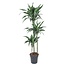 Dracaena Ulises - 150 cm - ø24