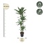 Dracaena Warneckei - 190 cm - ø27