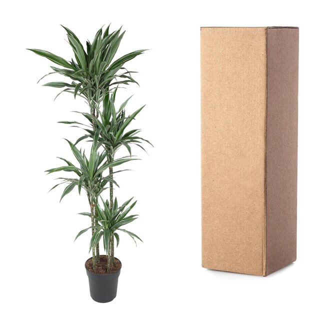 Dracaena Warneckei - 190 cm - ø27