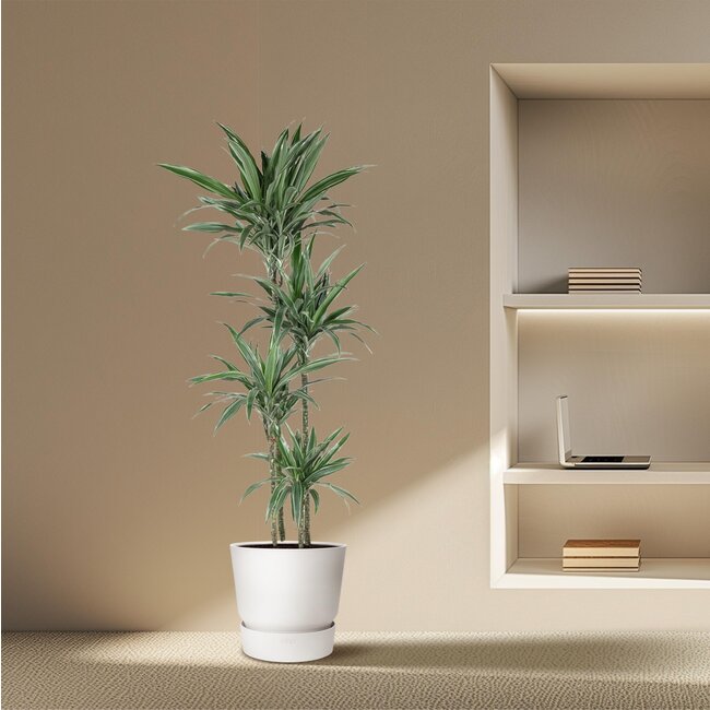 Dracaena Warneckei - 190 cm - ø27