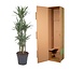 Dracaena Warneckei Carrousel - 140 cm - ø31