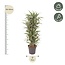 Dracaena Warneckei vertakt - 140 cm - ø31