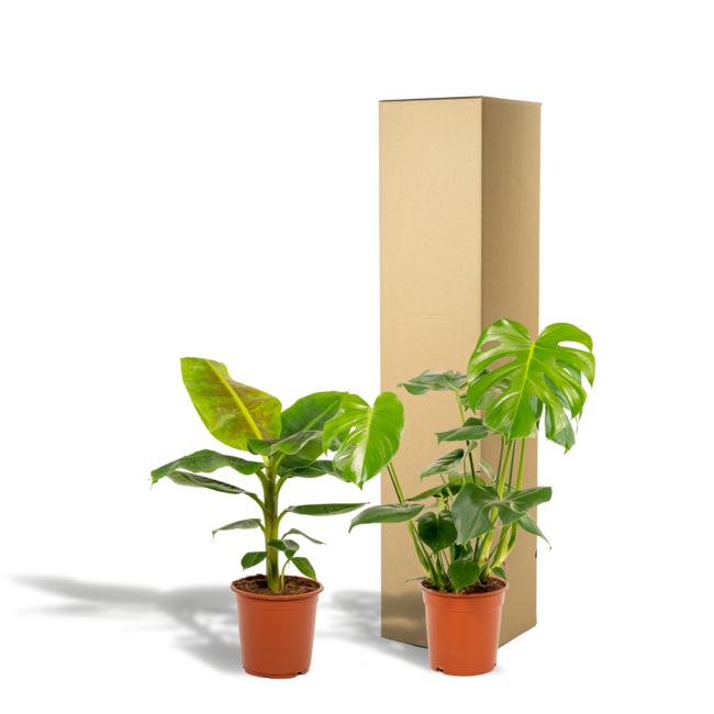 Monstera Deliciosa - Ø21cm - ↕75cm + Musa Dwarf Cavendish - Ø21cm - ↕85cm
