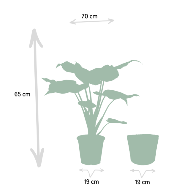 Alocasia Cucullata - Ø19cm - ↕60cm + Alocasia Lauterbachiana - Ø19cm - ↕75cm + Mand Igmar