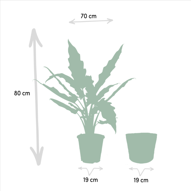 Alocasia Cucullata - Ø19cm - ↕60cm + Alocasia Lauterbachiana - Ø19cm - ↕75cm + Mand Igmar