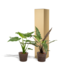 Alocasia Cucullata - Ø19cm - ↕60cm + Alocasia Lauterbachiana - Ø19cm - ↕75cm + Mand Igmar