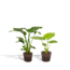 Strelitzia Nicolai - Ø19cm - ↕85cm + Alocasia Macrorrhiza - Ø19cm - ↕70cm + Mand Igmar