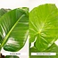 Strelitzia Nicolai - Ø19cm - ↕85cm + Alocasia Macrorrhiza - Ø19cm - ↕70cm + Mand Igmar