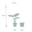 Strelitzia Nicolai - Ø19cm - ↕85cm + Alocasia Macrorrhiza - Ø19cm - ↕70cm + Mand Igmar