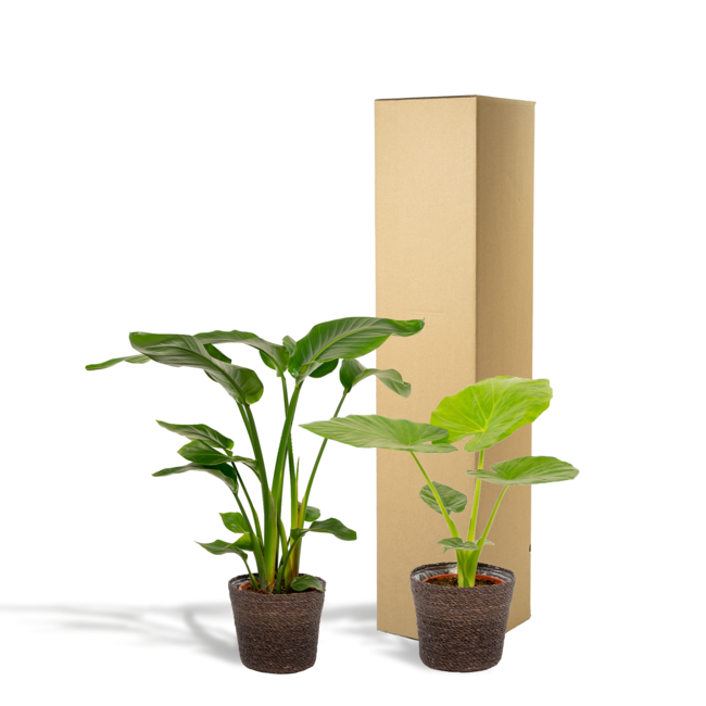 Strelitzia Nicolai - Ø19cm - ↕85cm + Alocasia Macrorrhiza - Ø19cm - ↕70cm + Mand Igmar