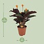 Calathea Crocata - Ø14cm - ↕40cm