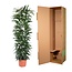 Ficus Alii King zuil - 150 cm - ø29
