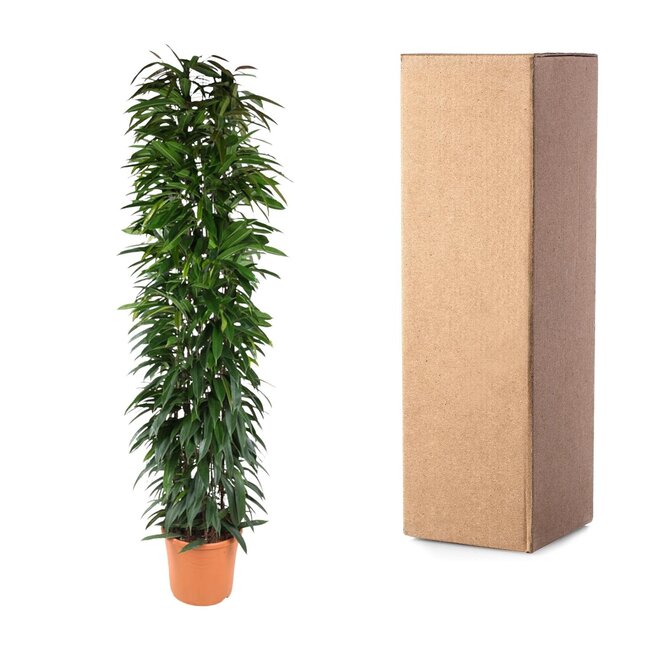 Ficus Alii King zuil - 200 cm - ø35