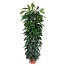 Ficus Cyatistipula zuil - 150 cm - ø29