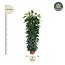 Ficus Cyatistipula zuil - 150 cm - ø29