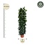 Ficus Cyatistipula zuil - 220 cm - ø40