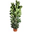 Ficus Lyrata struik - 250 cm - ø48