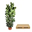 Ficus Lyrata struik - 250 cm - ø48