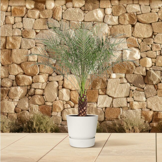 Phoenix Roebelenii - 170 cm - ø32