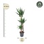 Yucca Elephantipe - 170 cm - ø31