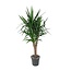 Yucca Elephantipe vertakt - 150 cm - ø31