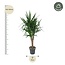 Yucca Elephantipe vertakt - 150 cm - ø31