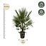 Chamaerops Humilis struik - 200 cm - ø40