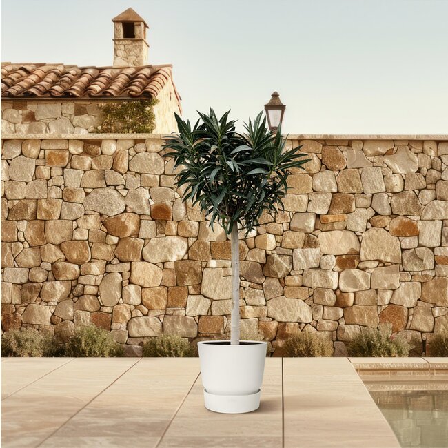 Nerium Oleander op stam met roze bloem - 200cm- Ø35