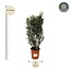 Nerium Oleander struik - 180cm- Ø40