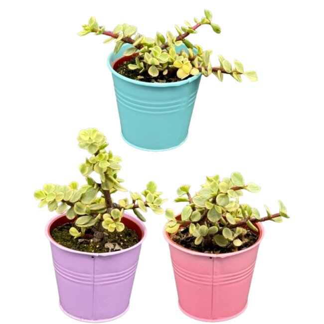 Succulenten- Portulacaria Afra- 8.5cm Ø- ↕️10-20cm- 3 stuks - Gekleurd zink