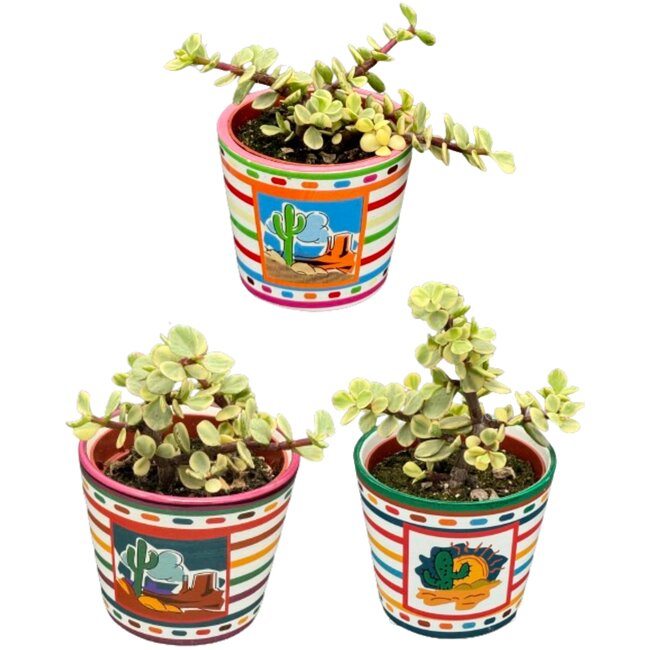 Succulenten- Portulacaria Afra- 8.5cm Ø- ↕️10-20cm- 3 stuks - Mexico