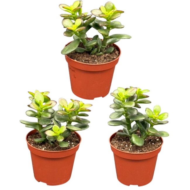 Succulenten - Crassula Minor - 8.5cm Ø - ↕️10-17cm - 3 Stuks