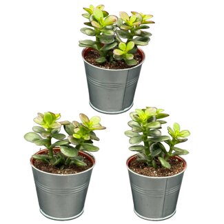 Succulenten - Crassula Minor - 8.5cm Ø - ↕️10-17cm - 3 Stuks - zink
