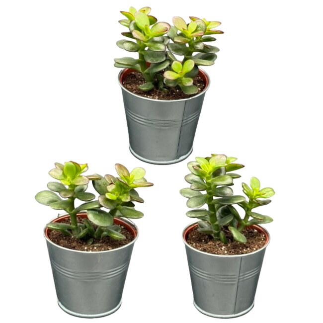 Succulenten - Crassula Minor - 8.5cm Ø - ↕️10-17cm - 3 Stuks - zink