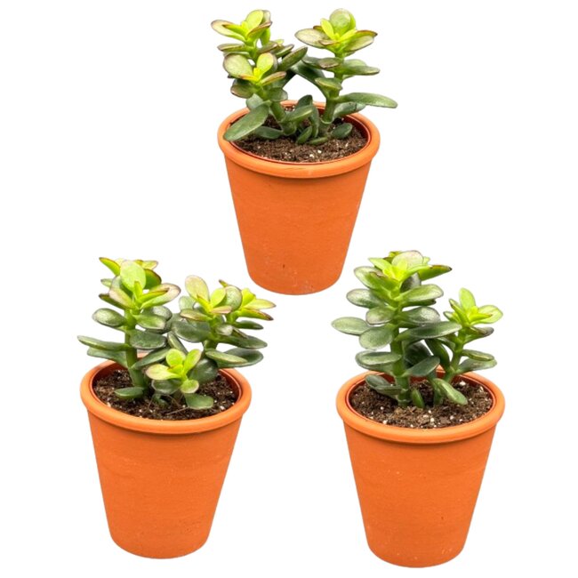 Succulenten - Crassula Minor - 8.5cm Ø - ↕️10-17cm - 3 Stuks - terracotta