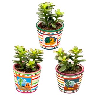 Succulenten - Crassula Minor - 8.5cm Ø - ↕️10-17cm - 3 Stuks - Mexico