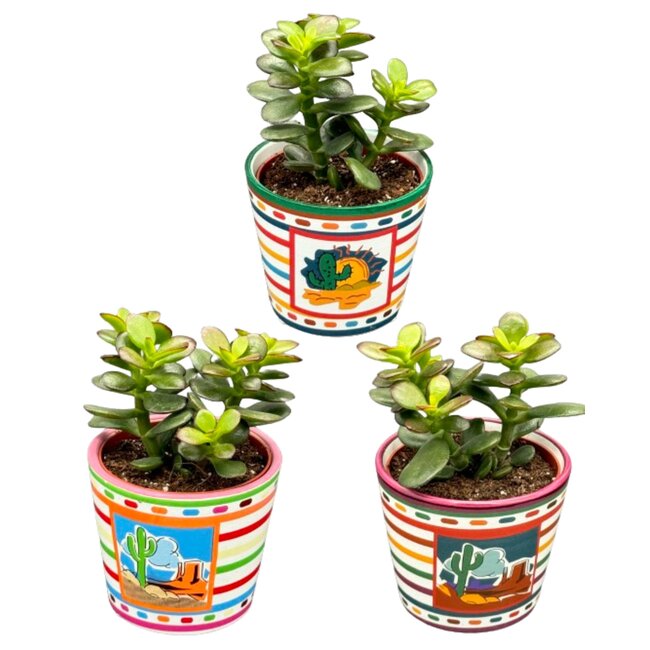 Succulenten - Crassula Minor - 8.5cm Ø - ↕️10-17cm - 3 Stuks - Mexico