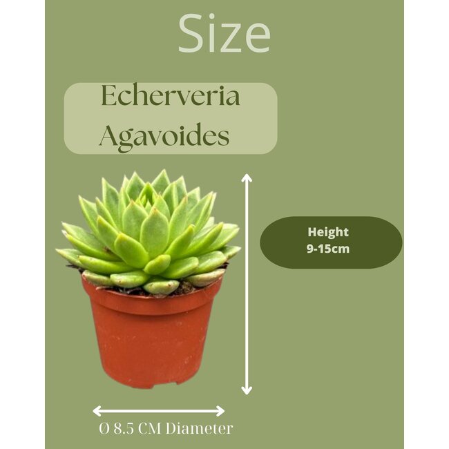 Succulenten - Echeveria Agavoides - 8.5cm Ø - ↕️9-14cm - 3 Stuks - geen