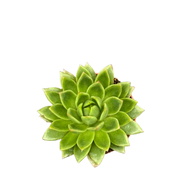 Succulenten - Echeveria Agavoides - 8.5cm Ø - ↕️9-14cm - 3 Stuks - geen