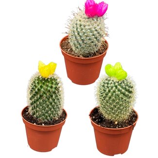 Cactus mix kunstbloemen- 8.5cmØ- ↕️10-15cm- 3 stuks - geen