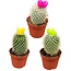 Cactus mix kunstbloemen- 8.5cmØ- ↕️10-15cm- 3 stuks - geen