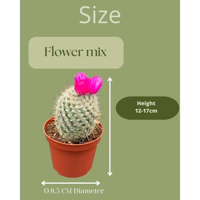 Cactus mix kunstbloemen- 8.5cmØ- ↕️10-15cm- 3 stuks - geen