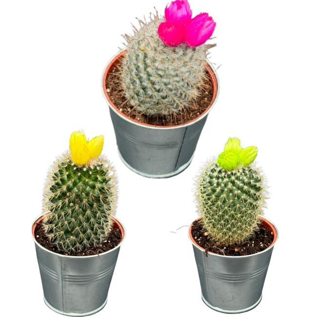 Cactus mix kunstbloemen- 8.5cmØ- ↕️10-15cm- 3 stuks - zink