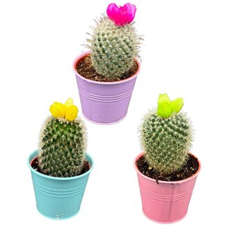 Cactus mix kunstbloemen- 8.5cmØ- ↕️10-15cm- 3 stuks - Gekleurd zink