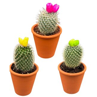 Cactus mix kunstbloemen- 8.5cmØ- ↕️10-15cm- 3 stuks - Terracotta